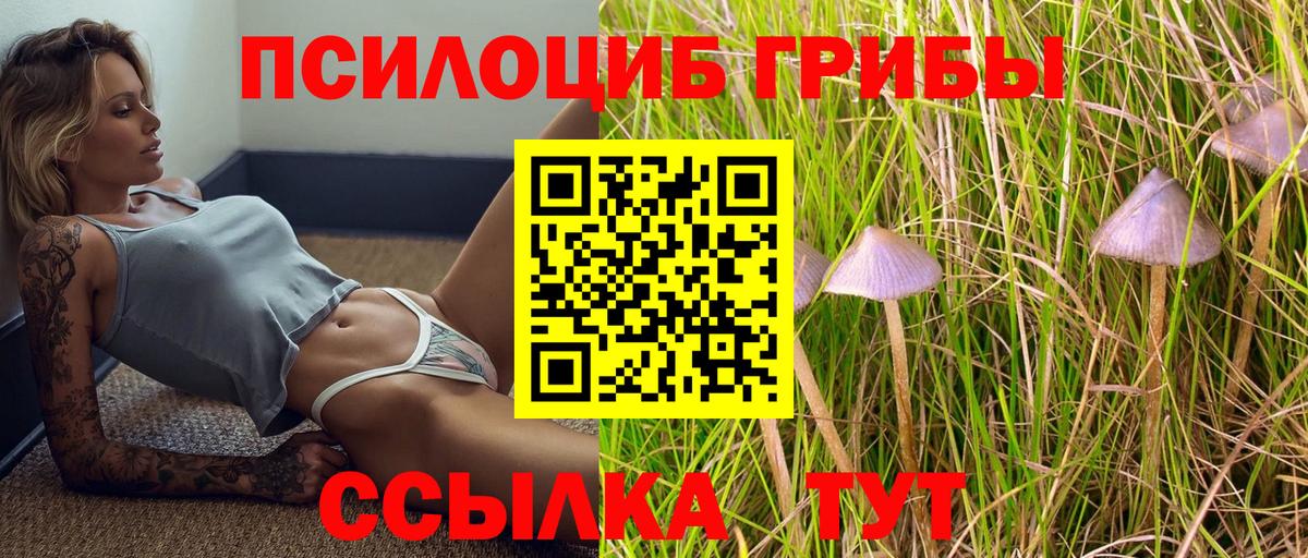 Псилоцибиновые грибы мицелий Сальск